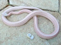 Heart Attack May 2012-4.jpg