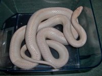 Mango December 2010 006.jpg