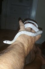 pinky4.jpg