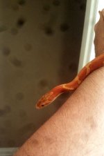 rusty1.jpg