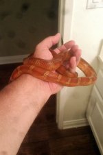 rusty3.jpg
