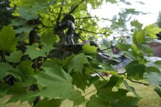 DSC03034.JPG