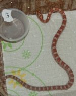 3rd Baby_edited-1.jpg