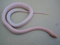 Sophie 3.jpg Sophie 3.jpg