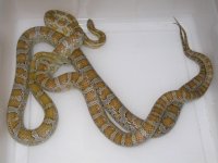 Caramel h Amel Hypo Cinder ph Blood (EY195).JPG