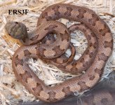 ERS3F.2.CS.jpg