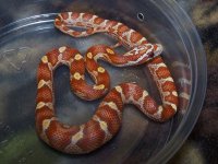 123 ultramel banded motley het caramel - F - 2-20-12 - A.jpg