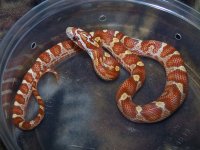 123 ultramel banded motley het caramel - F - 2-20-12 - B.jpg