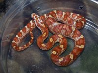 123 ultramel banded motley het caramel - F - 2-20-12 - C.jpg