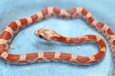 IMG_5928 Hypo Bloodred (Het Plasma) (2) .JPG