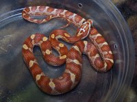 123 ultramel banded motley het caramel - F - 2-20-12 - D.jpg