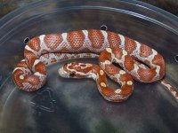 125 ultramel banded motley het caramel - F - 2-20-12 - A.jpg