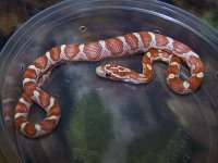 125 ultramel banded motley het caramel - F - 2-20-12 - B.jpg