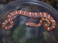125 ultramel banded motley het caramel - F - 2-20-12 - C.jpg