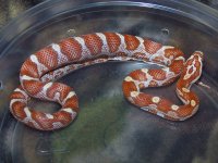 125 ultramel banded motley het caramel - F - 2-20-12 - D.jpg