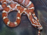 125 ultramel banded motley het caramel - F - 2-20-12 - close up.jpg