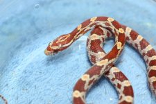 IMG_5935 Ultramel (Het Hypo Blood) .JPG