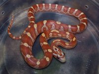 126 ultramel banded motley het caramel - F - 2-20-12 - A.jpg