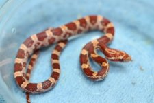 IMG_5938 Ultramel (Het Hypo Plasma) .JPG