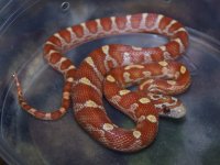 126 ultramel banded motley het caramel - F - 2-20-12 - B.jpg