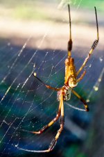 spider October 2012-6.jpg