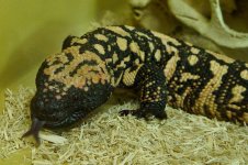 KY Reptile Zoo (6 of 85).jpg