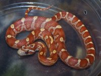 126 ultramel banded motley het caramel - F - 2-20-12 - C.jpg