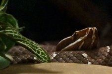 KY Reptile Zoo (41 of 85).jpg