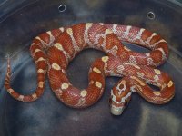 126 ultramel banded motley het caramel - F - 2-20-12 - D.jpg