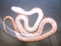 126 ultramel banded motley het caramel - F - 2-20-12 - belly.jpg