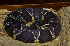 KY Reptile Zoo (54 of 85).jpg