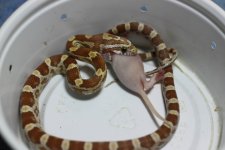 IMG_5911 Goldust (Het Blood-Motley) Female (2) .JPG