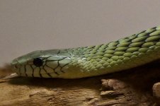 KY Reptile Zoo (36 of 85).jpg