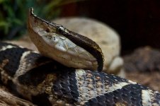 KY Reptile Zoo (55 of 85)-2.jpg