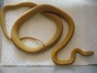 Female Goldust Stripe.JPG