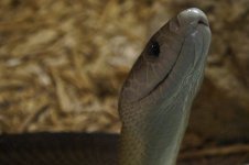 KY Reptile Zoo (37 of 85).jpg