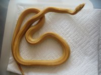 male Butter Stripe.JPG