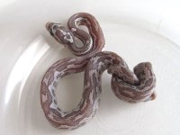 14-11-2M.jpg