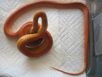 Female Ultramel Stripe Het Caramel from steve.JPG