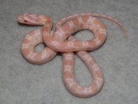 salmon_snow_corn_snake_baby_l.jpg