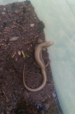 skink.jpg