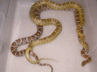 Caramel h Scaleless Hypo Mot X Normal h Scaleles Butter Mot (DW163).jpg