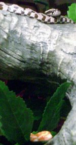 004 (425x800) (340x640).jpg