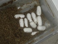 5-31eggsjaganga.jpg