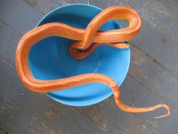 rsz_1my_snakes_oct_2012_008.jpg