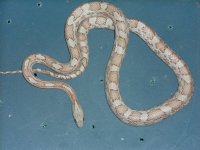 68106_231262_VeryLarge_zaomtploeAd6g.jpg