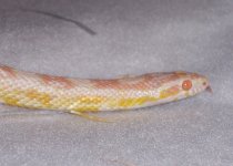 Ginny and Augie 021.JPG