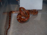 small constriction.JPG small constriction.JPG