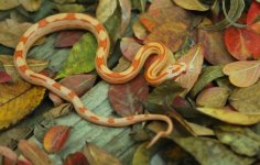 2013 reptiles for sale 094.jpg