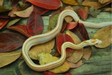 2013 reptiles for sale 105.jpg